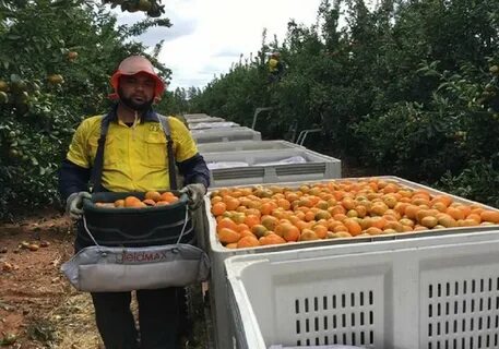 Fruit Picking Jobs in Australia Paying Up to $30 per Hour
